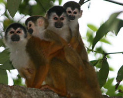 Endangered red backed squirrel monkeys in Pavones costa rica