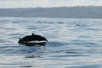 dolphins jumping while crossing the golfo dulce on the matapalo boat trip