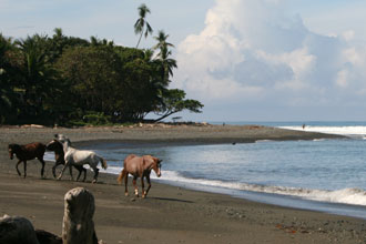 horses on the beach in pavones costa rica