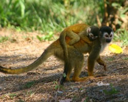 Endangered red backed squirrel monkeys in Pavones costa rica