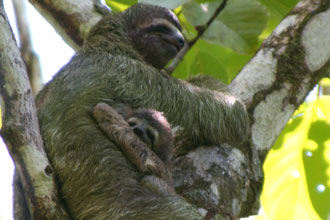 mama and baby three toed sloth